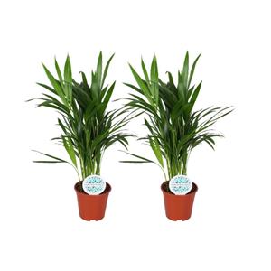 Everspring Areca dypsis lutescens - ø14cm - ↑↓f50cm areca dypsis lutescens - 2 stuks - ø14cm - ↑↓f50cm