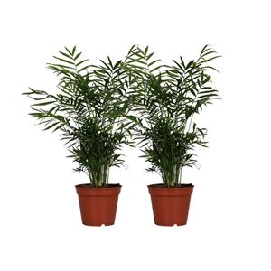 Everspring Chamaedorea elegans - ø17cm - ↑↓f55cm chamaedorea elegans - 2 stuks - ø17cm - ↑↓f55cm
