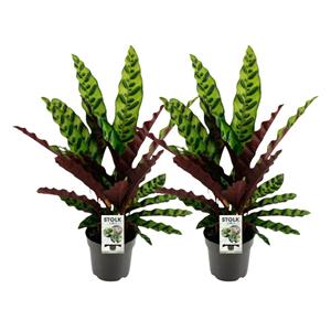 Everspring Calathea lancifolia insignis - ø14cm - ↑↓f45cm calathea lancifolia insignis - 2 stuks - ø14cm - ↑↓f45cm