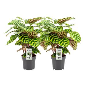 Everspring Calathea makoyana - ø14cm - ↑↓f45cm calathea makoyana - 2 stuks - ø14cm - ↑↓f45cm