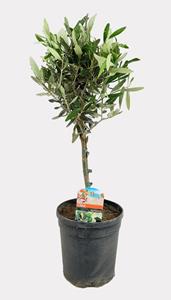 Everspring Olea europaea - ø17cm - ↑↓f60cm olea europaea - ø17cm - ↑↓f60cm