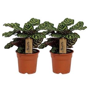 Everspring Calathea makoyana - ø17 ↑↓f25 calathea makoyana - 2 stuks - ø17cm - ↑↓f25cm