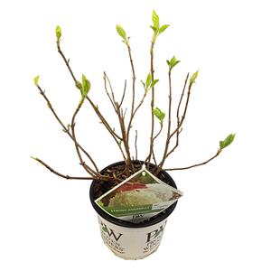Everspring Hydrangea arbo. 'strong annabelle' - ↨30cm - ø19cm