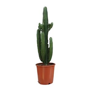 Everspring Euphorbia acrurensis - ø24cm - ↑↓f95cm