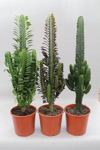 Cactussen desert mix - ø17cm - ↑↓f70cm   - 3 stuks -