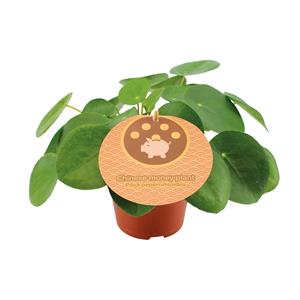 Everspring Pilea peperomioides - ø12cm - ↑↓f20cm