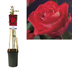 Everspring Rosa 'red climber' +light label - ø17cm - ↑↓f75cm rosa 'red climber' +light label - ø17cm - ↑↓f75cm