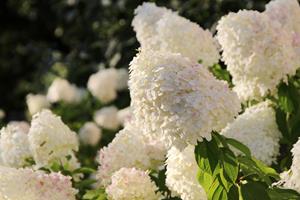 Tuinplant.nl Laag blijvende Pluimhortensia