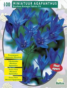 Baltus Zomer Bloembollen Brodiaea Fabiola per 100 - 