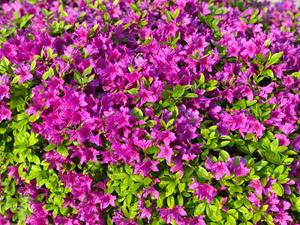 Tuinplant.nl Azalea japonica 'Königstein'