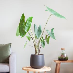 Plantje Alocasia Zebrina - Olifantsoor - inclusief Zwarte Keramieken Pot - P19