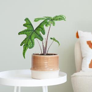 Plantje Alocasia Jacklyn - P12