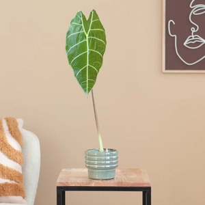 Plantje Alocasia Watsoniana - P9