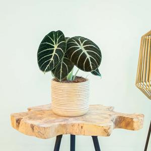 Plantje Alocasia Ninja - P14