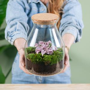 Plantje Plantenterrarium Hypoestes roze (DIY)