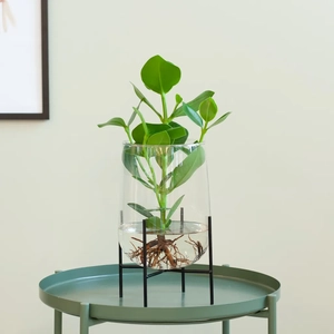 Plantje Clusia Rosea Princess met Florence Vaas