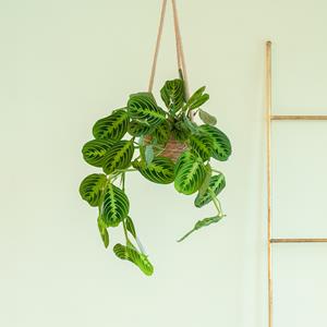 Plantje Maranta Lemon Lime - P14