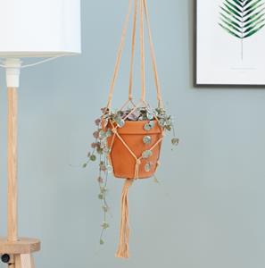 Plantje Ceropegia Woodii Variegata - P14