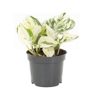 Plantje Epipremnum Scindapsus 'Happy Leaf' - P 12 cm