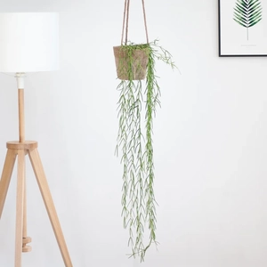 Plantje Hoya Linearis - Wasbloem - P12