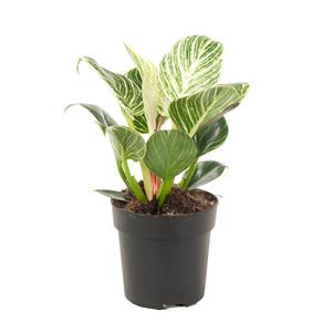 Plantje Philodendron Birkin