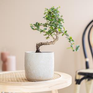 Bonsai Carmona in kwekerspot - P12