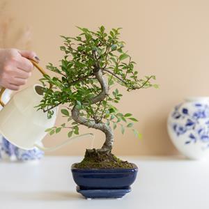 Bonsai Zelkova met blauwe schaal - P14