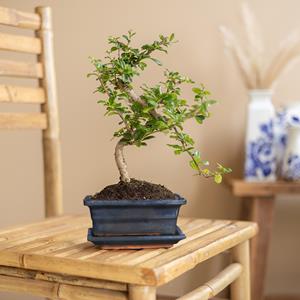 Bonsai Carmona met Blauwe Schaal - P15