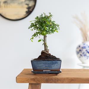 Bonsai Zelkova - Bol vorm - incl. Blauwe schaal