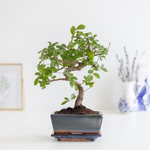 Bonsai Zelkova - S vorm - incl. Blauwe schaal