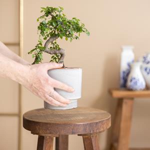 Bonsai Zelkova in kwekerspot - P12