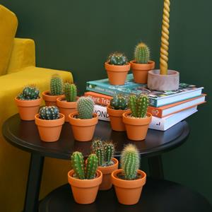 Plantje Mini Cactusbox (12 stuks)
