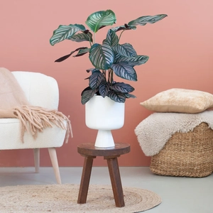 Plantje Calathea Ornata - Pauwenplant - P19