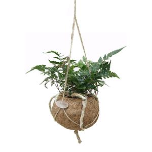 Plantje Kokodama Hazenpoot Varen P 17 cm
