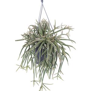 Plantje Rhipsalis Horrida (Rotskoraal) Hangplant - P 17 cm