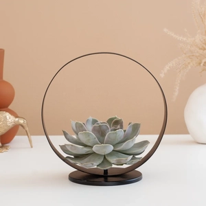 Plantje Breda - Echeveria Moon Pearl in Metalen Ring