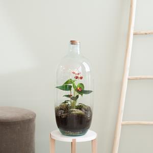 Plantje Terrarium Menton