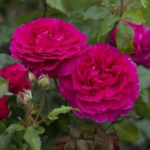 Tuinplant.nl Roze Engelse roos