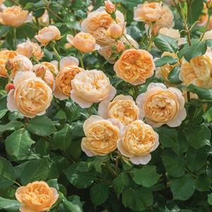 Tuinplant.nl Abrikoos/oranje Engelse roos