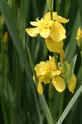 Tuinplant.nl Gele iris
