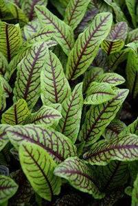 Tuinplant.nl Waterzuring