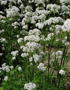 Tuinplant.nl Valeriaan