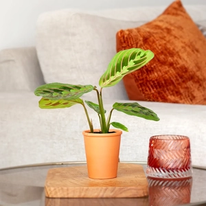 Plantje Mini Maranta red stripe - Gebeds - P6