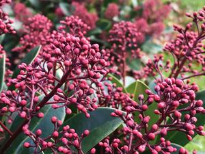 Tuinplant.nl Skimmia