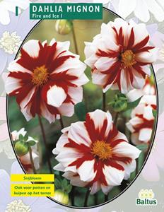 Baltus Zomer Bloembollen Dahlia Mignon Fire & Ice per 1 - 