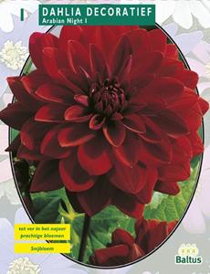 Baltus Zomer Bloembollen Dahlia Decoratief Arabian Night per 1 - 
