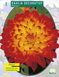 Baltus Zomer Bloembollen Dahlia Decoratief Proycon per 1 - 