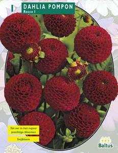 Baltus Zomer Bloembollen Dahlia Pompon Rocco per 1 - 