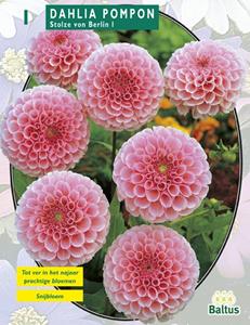 Baltus Zomer Bloembollen Dahlia Pompon Stolze von Berlin per 1 - 