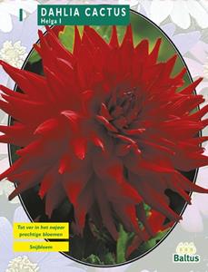 Baltus Zomer Bloembollen Dahlia Cactus Helga per 1 - 